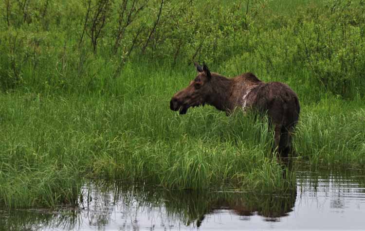 moose